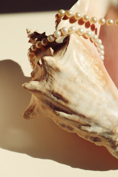 Pearl bracelet and seashell