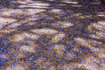 Ground Covered with Fallen Jacaranda Flowers