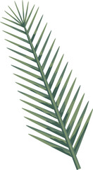 Fototapeta premium Beige, green, white tropical leaves in flat style, on transparent, png. Illustration. Green jungle,foliage. Floral beach