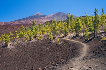 pine forest in a lava field in Tenerife