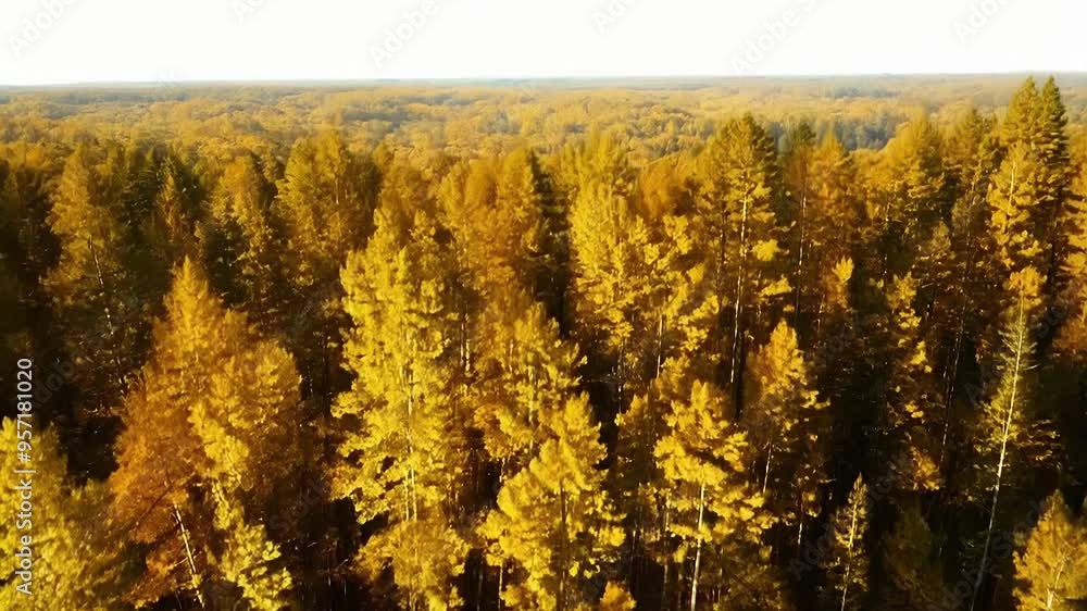 Poster sunlight illuminates the tops of a dense forest with golden autumn colors, creating a magical and fa