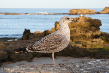 Ptak nad oceanem w Marocco