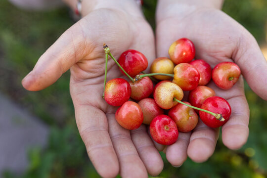 cherry in hands