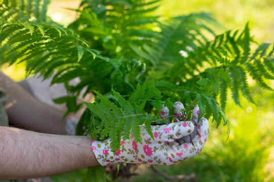 thick bush of fern in hands