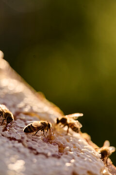 Bees on the honeycomb
