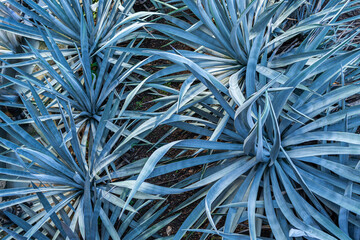 Plantas de agaves en un campo de Tequila Jalisco.