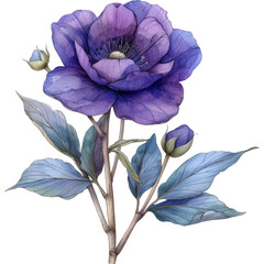 A beautiful watercolor illustration depicting a purple peony flower in full bloom with two buds and leaves