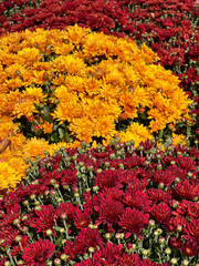 A bustling flower market brimming with a diverse selection of fresh, colorful blooms. The vibrant displays and lively atmosphere capture the essence of floral beauty and market vibrancy.