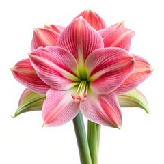 Fototapeta premium Amaryllis Flower in Pink, Close-up, Macro, Petals, Bloom, Amaryllis, Flower
