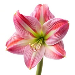 Fototapeta premium Amaryllis Bloom Pink and White Stripes, Single Flower, Close Up, Isolated, Flower, Bloom, Amaryllis