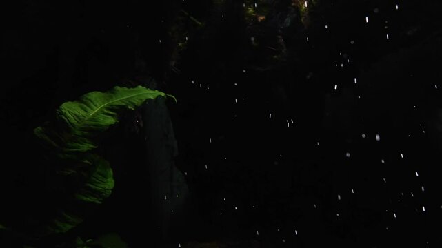 Green aquatic plant with long leaf and little rising air bubbles in a freshwater aquarium. Underwater life with beautiful reflections. Abstract minimalistic slow motion of a fish tank for background.