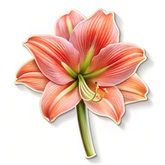 Fototapeta premium Amaryllis Flower with Detailed Petals and Stem, Watercolor Illustration, White Background, Amaryllis, Flower, Watercolor