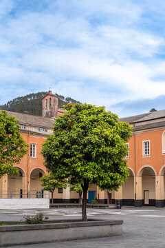 Orange tree in typical Italian square 