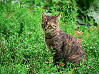 Small slim tabby cat in green grass in a rural country area. Village pet in nature environment. Little predator hunting in wild