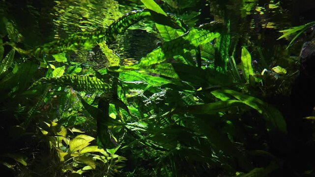 Green aquatic plants with long leaves in a freshwater aquarium. Vibrant underwater colours and beautiful reflections, water surface from below. Abstract slow motion of a fish tank for background.