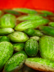 A red bowl filled with fresh green cucumbers in water. The cucumbers are wet and appear to be freshly picked. Natural organic product ready to be marinated for winter. Agriculture and farming.