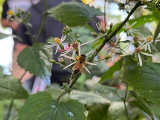a spider on a flower