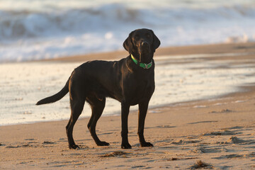 Black Labrador Retriever dog at the beach, sunrise. Drooling as he stands in the sand at the...