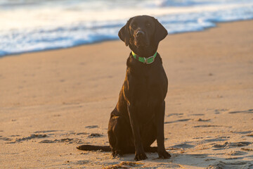 Black Labrador Retriever dog at the beach, sitting nicely. Outer Banks, North Carolina