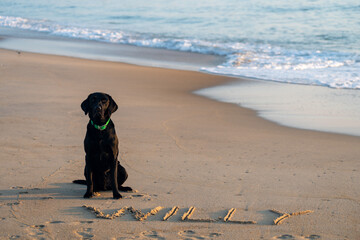 Black Labrador Retriever dog at the beach, his name Willy written in the sand. Outer Banks, North...
