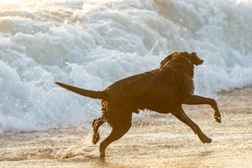 Black Labrador Retriever dog at the beach, playing and frolicking in the surf and sand. Outer...