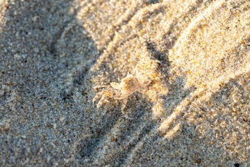Ghost Crab on the beach in the morning, taken at Nags Head Beach, Outer Banks, North Carolina