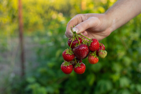 large bunch of ripe strawberries