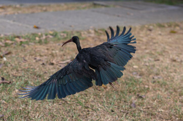 black vulture in the wild