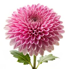Fototapeta premium Pink Dahlia Bloom with Delicate Petals, Dahlia, Flower, Bloom