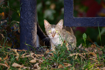 frightened cat peers out from beneath a metallic fence, embodying vulnerability and curiosity. This...