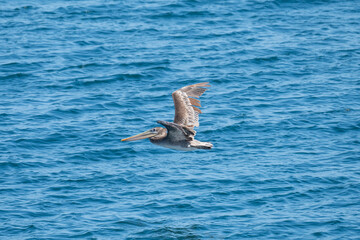 brown stork in flight