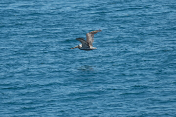 brown stork over the sea