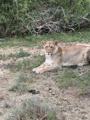 lion and lioness
