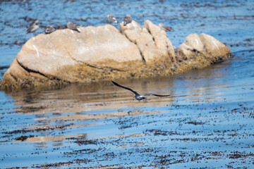 seagull over the sea
