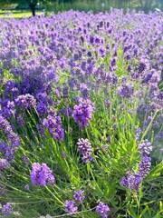 Naklejka premium flowers of lavender