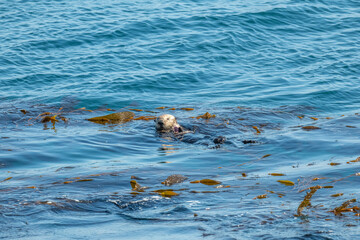 sea otter in the ocean