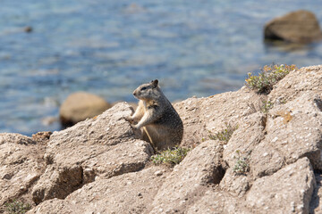 squirrel setting on a rock