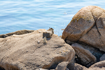 squirrel looking at the sea