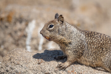 brown squirrel