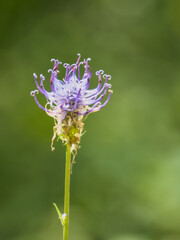 flower showing its colors