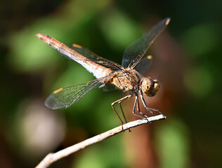 Gemeine Heidelibelle (Sympetrum vulgatum)
