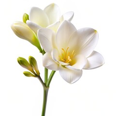 Fototapeta premium White Freesia Flower, Close Up, Isolated, White Background, Spring, Flower, Botany