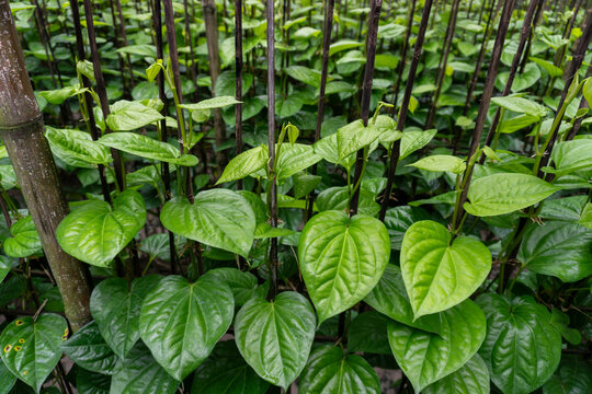 Glossy Foliage of Betel Pepper or Betel Vine (Piper Betle). A Plant of the Piperaceae Family and Piperales Order.