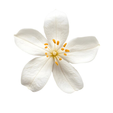 Jasmine Flower Isolated Images – Browse 73,702 Stock Photos