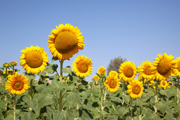 Fototapeta premium campo de grandes girasoles amarillos bajo un cielo azul en un día de sol