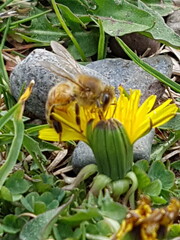 Bee on a dandelion 