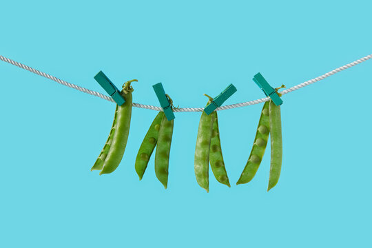 Four pods of green beans hanging on clothesline with pins in studio