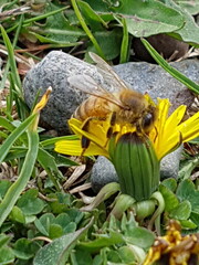 Bee on a dandelion 