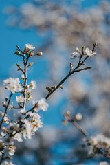 Blossoming Branch Against Clear Blue Sky