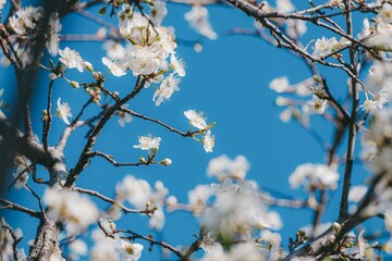 Blossoming Branch Against Clear Blue Sky